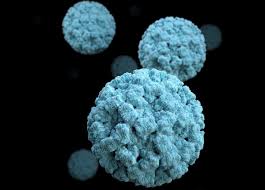 Norovirus Outbreaks Surge Across the U.S.: | Key Facts and Prevention Tips